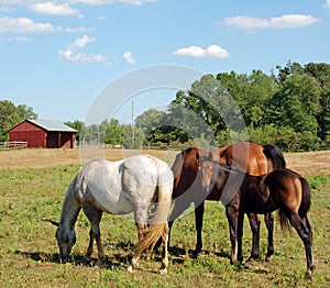 Foal with Mom