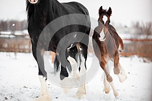 A foal with a mother horse gallop across a snowy field in winter