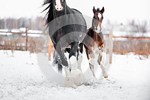 A foal with a mother horse gallop across a snowy field in winter