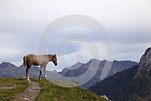 A foal in a mountain scenario.