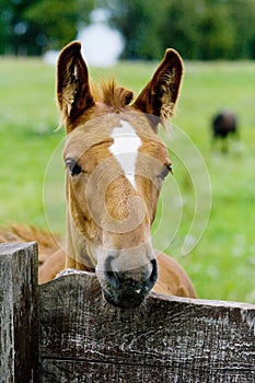 Foal near a fencing