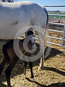 Foal nursing from it& x27;s mom