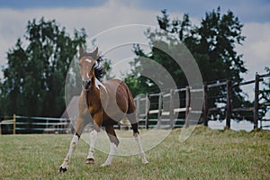 Foal in paddock