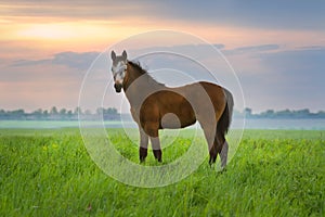 Foal on pasture