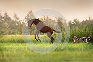 Foal play with dog