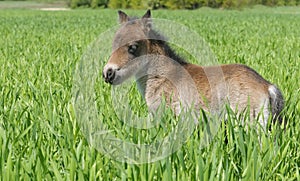 Foal pony