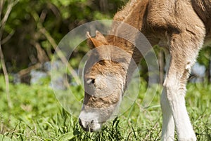 Foal pony eating the green grass