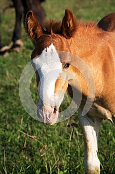 Foal portrait