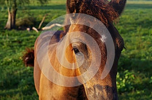 Foal portrait against the background of a green meadow