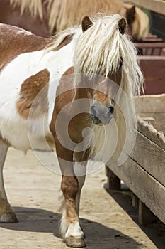 Foal portrait