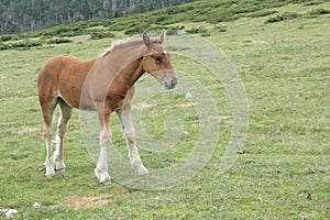 Foal in Pyrenees