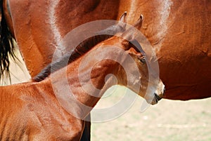 Foal on the ranch