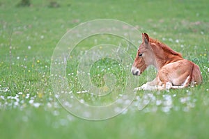 Foal resting