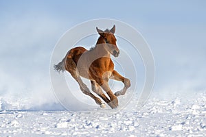 Foal run in snow
