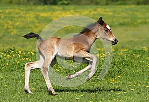 Foal running