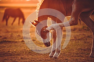 Foal scratching itself with a hind leg on the pasture in the evening sun