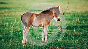 Foal shetland pony in a green meadow