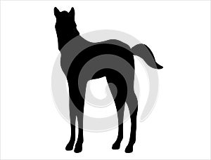 Foal silhouette vector art white background