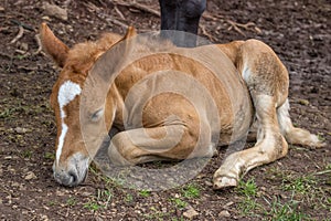 Foal sleeping and secure under his mom leg
