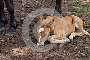 Foal sleeping and secure under his mom legs