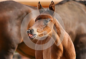 Foal smiling