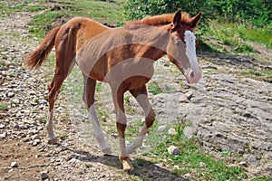 Foal. Spotted little horse