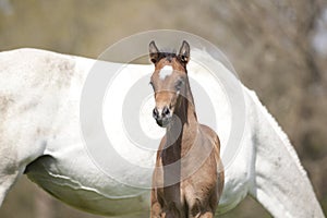 Foal is standing next to mare