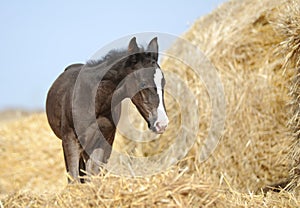 Foal stands in haystacks