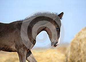 Foal stands in haystacks