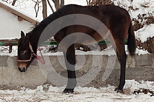 Foal stands at the wall