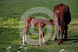 Foal sucking the mare in the field in the marsh of El RocÃ­o, Spain, Europe