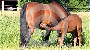 Foal sucking mothers milk from mare