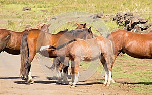 A foal is suckled by its mother. Wild horses along a road in the interior of Easter Island, Chile