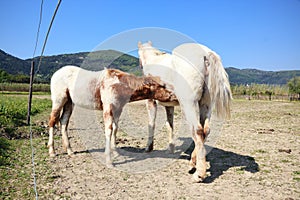 Foal suckling milk