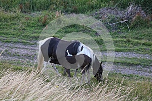 Foal suckling on its mother photo
