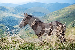 foal in the summer on a green field against the background of mountains