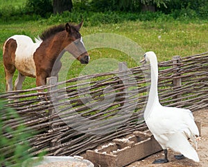 Foal and swan