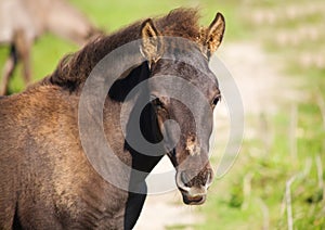 Foal of wild horse (tarpan)