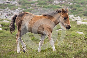 Foal of a wild pony walking through a mountain landscape