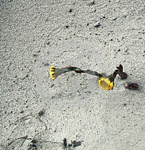 Foalfoot coltsfoot, Tussilago farfara