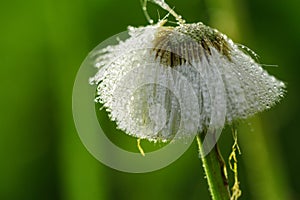 Foalfoot with drops of water