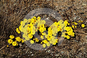 foalfoot (Tussilago farfara) blooms first