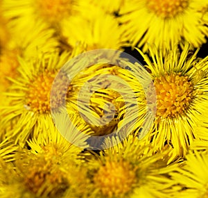 foalfoot (Tussilago farfara) blooms first