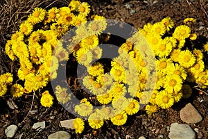 foalfoot (Tussilago farfara) blooms first