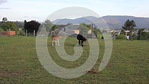 foals in a field