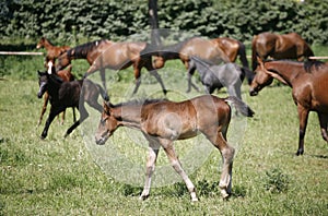 Foals and mares