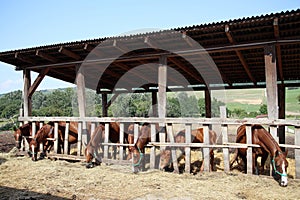 Foals and mares eat hay in summer corral