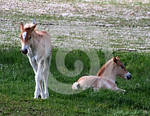 Foals in the pasture