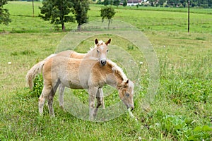 Foals in pasture, Austria