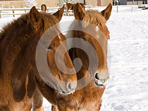 Foals In The Snow